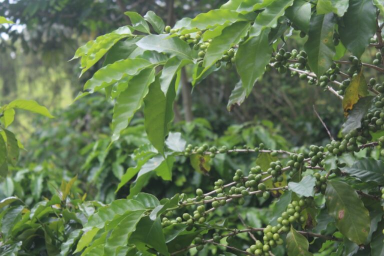 whatsapp image 2022 12 05 at 10 44 59 6 768x512